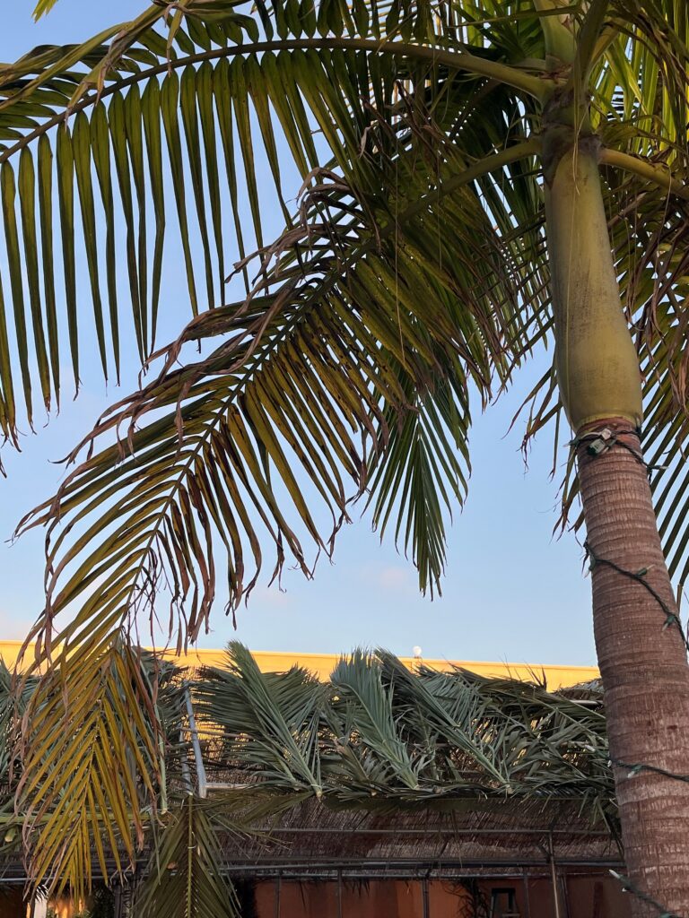The Gifts of Sukkot